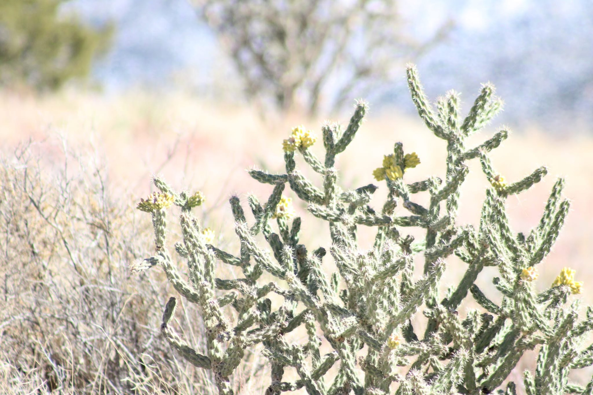 Sunlit branching cactus in a desert landscape