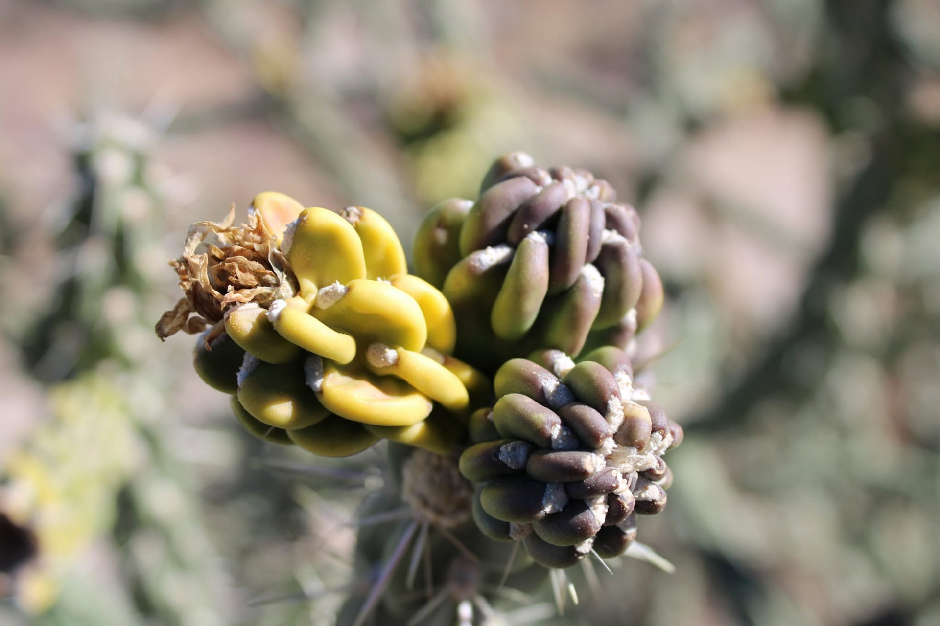 Close-up of colorful cactus fruit